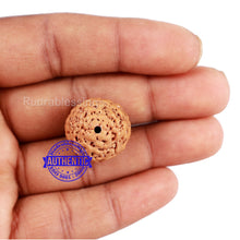 Load image into Gallery viewer, Non Mukhi Rudraksha from Indonesia - Bead No. 21
