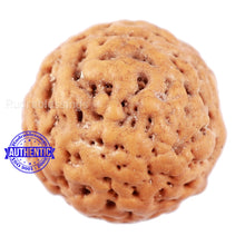 Load image into Gallery viewer, Non Mukhi Rudraksha from Indonesia - Bead No. 21