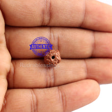 Load image into Gallery viewer, None Mukhi Rudraksha from Indonesia - Bead No. 1