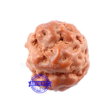 Load image into Gallery viewer, None Mukhi Rudraksha from Indonesia - Bead No. 1