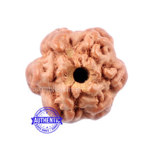 Load image into Gallery viewer, None Mukhi Rudraksha from Indonesia - Bead No. 1
