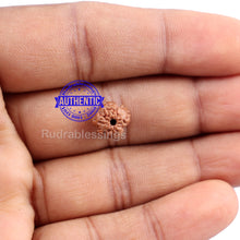 Load image into Gallery viewer, None Mukhi Rudraksha from Indonesia - Bead No. 2