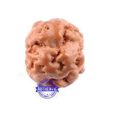 Load image into Gallery viewer, None Mukhi Rudraksha from Indonesia - Bead No. 2