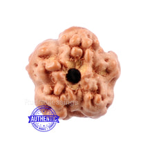 Load image into Gallery viewer, None Mukhi Rudraksha from Indonesia - Bead No. 3