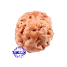 Load image into Gallery viewer, Non Mukhi Rudraksha from Indonesia - Bead No. 4