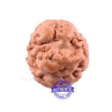 Load image into Gallery viewer, None Mukhi Rudraksha from Indonesia - Bead No. 5