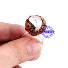 Load image into Gallery viewer, 9 Mukhi Indonesian Rudraksha Ring - 2