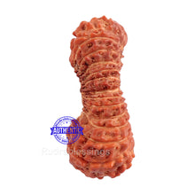 Load image into Gallery viewer, 30 Mukhi Rudraksha from Indonesia
