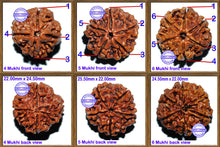 Load image into Gallery viewer, Rudraksha Set - (4 to 6 Mukhi)
