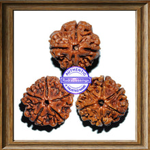 Load image into Gallery viewer, Rudraksha Set - (4 to 6 Mukhi)
