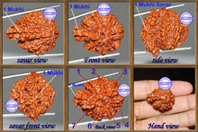 Load image into Gallery viewer, 1 Mukhi Savar on 7 Mukhi Rudraksha from Nepal - Bead No. 8