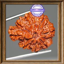 Load image into Gallery viewer, 1 Mukhi Savar on 7 Mukhi Rudraksha from Nepal - Bead No. 8