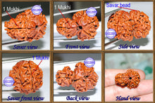 Load image into Gallery viewer, 1 Mukhi Savar Rudraksha from Nepal - Bead No. 2