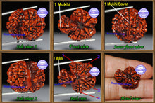 Load image into Gallery viewer, 1 Mukhi Savar Rudraksha from Nepal - Bead No. 46