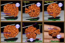 Load image into Gallery viewer, 1 Mukhi Savar Rudraksha from Nepal - Bead No. 42