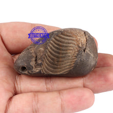 Load image into Gallery viewer, Shaligram - 98