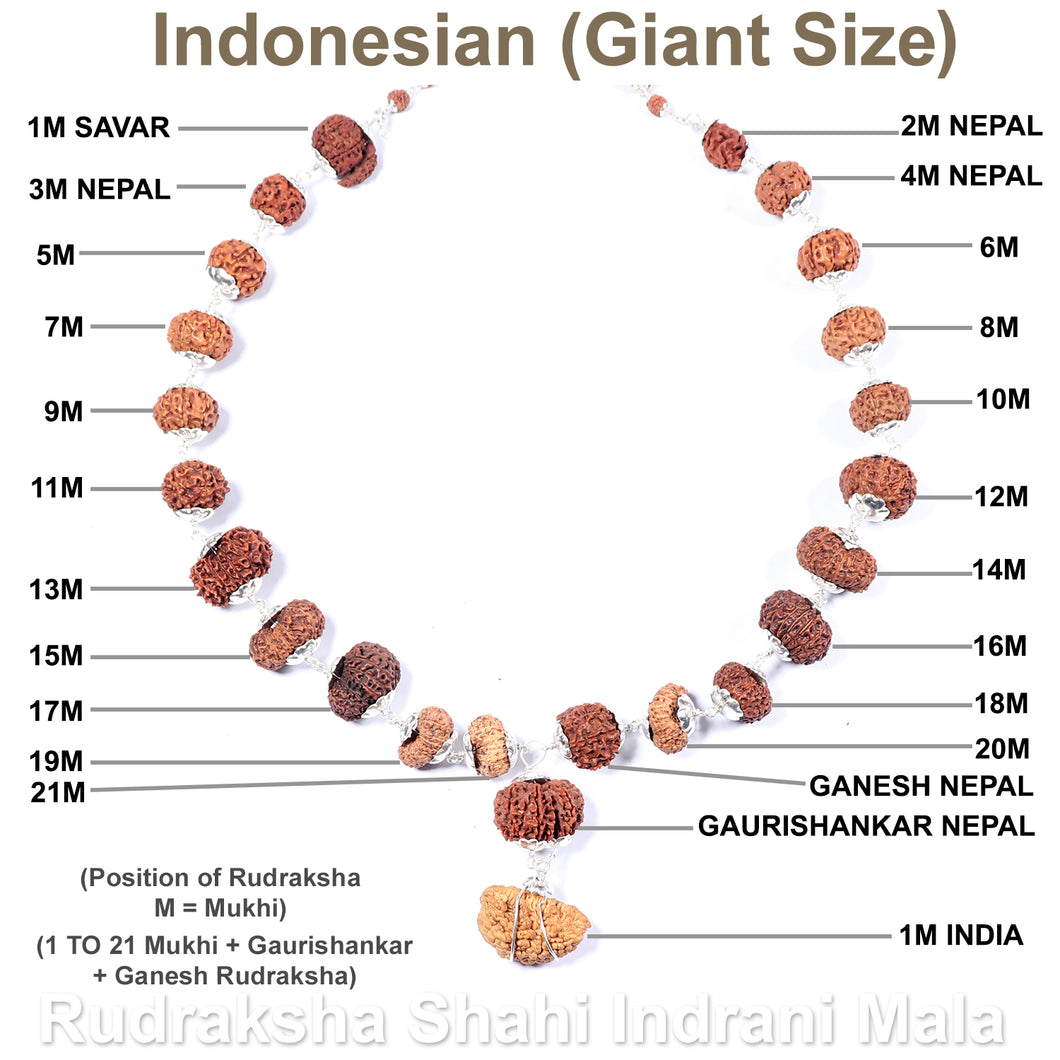Rudraksha Shahi Indrani Mala from Indonesia (Giant size beads)