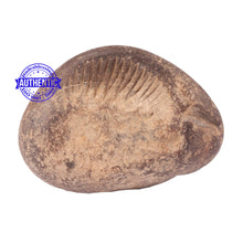 Load image into Gallery viewer, Shaligram - 105