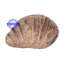 Load image into Gallery viewer, Shaligram - 107