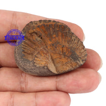 Load image into Gallery viewer, Shaligram - 113