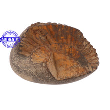 Load image into Gallery viewer, Shaligram - 113