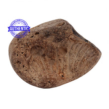 Load image into Gallery viewer, Shaligram - 157
