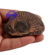 Load image into Gallery viewer, Shaligram - 158