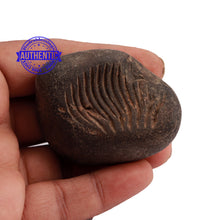 Load image into Gallery viewer, Shaligram - 160