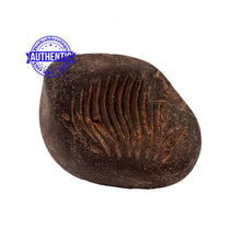 Load image into Gallery viewer, Shaligram - 160