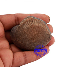 Load image into Gallery viewer, Shaligram - 166