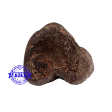 Load image into Gallery viewer, Shaligram - 169