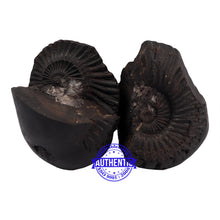 Load image into Gallery viewer, Crystallised Vishnu Chakra - 186