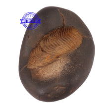 Load image into Gallery viewer, Sushirankita Matsya Shaligram - 93