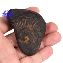 Load image into Gallery viewer, Dwi Mukhi Sudarshan Shaligram - 57