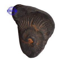 Load image into Gallery viewer, Dwi Mukhi Sudarshan Shaligram - 57