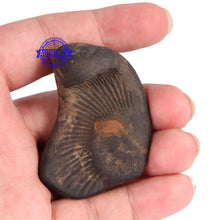 Load image into Gallery viewer, Dwi Mukhi Sudarshan Shaligram - 61