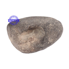 Load image into Gallery viewer, Hayagriva Murthy Shaligram - 66