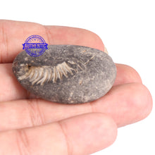 Load image into Gallery viewer, Kalki Murthy Shaligram - 67