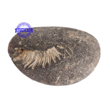 Load image into Gallery viewer, Kalki Murthy Shaligram - 67