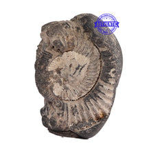 Load image into Gallery viewer, Shaligram - 68