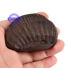 Load image into Gallery viewer, Surya Shaligram - 77