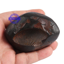 Load image into Gallery viewer, Sushirankita Matsya Shaligram - 80