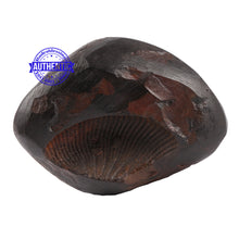 Load image into Gallery viewer, Sushirankita Matsya Shaligram - 80