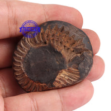 Load image into Gallery viewer, Sudarshan Shaligram - 87