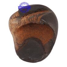 Load image into Gallery viewer, Shaligram - 88