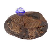 Load image into Gallery viewer, Shaligram - 94