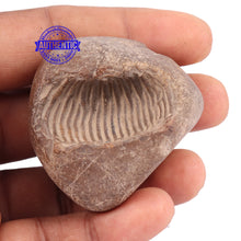 Load image into Gallery viewer, Sushirankita Matsya Shaligram - 99