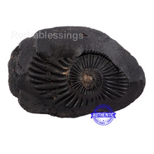Load image into Gallery viewer, Shaligram - 27