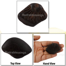 Load image into Gallery viewer, Shaligram - 28