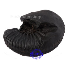 Load image into Gallery viewer, Shaligram - 29